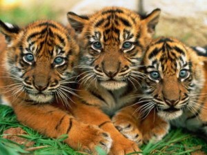 group of baby tigers Weird Animal Names 