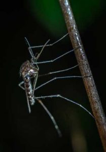 Zika Virus - Mosquito