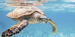 Chinese Sea Turtles - Sea Turtle