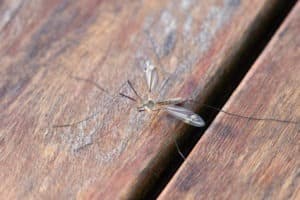 mosquito-Oxitec