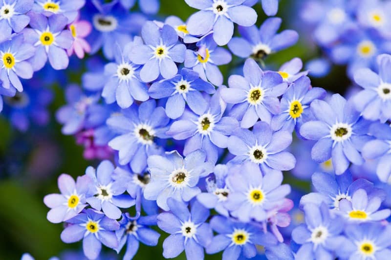 may flowers