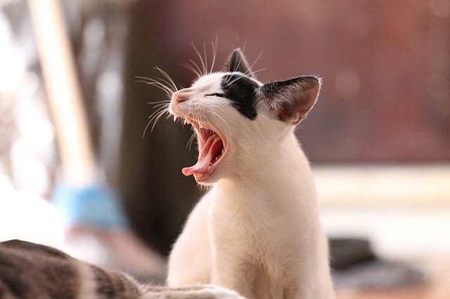 translating-idioms-cat-compressed
