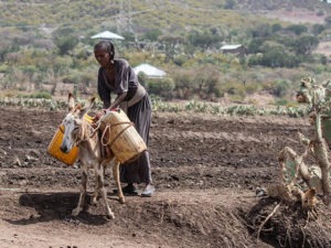 translation services for international development